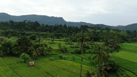 Drone pan around coconut tree Sidemen nature fields views Stock Footage 303574055