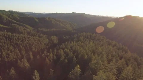 Drone pan of a beautiful coast range forest in Oregon Stock Footage 78651184