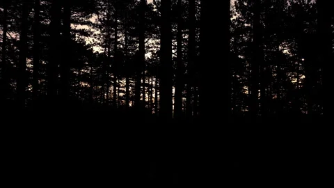 Drone pan left to right of sunset through pine forest on Tara Mountain, Serbia Stock Footage 328352174