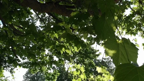 Drone pan-left with the sun through maple leaves in slow motion Stock Footage 91664401