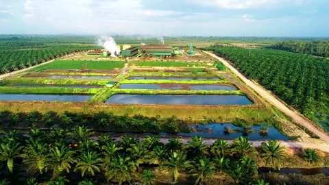 Drone Pan Left View of Large Scale Irrigation Pond in Borneo Estate Stockbeeldmateriaal 329086338