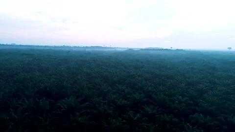 Drone Pan Right Over Thick Palm Oil Treetops with Heavy Fog and Morning Haze Stockbeeldmateriaal 329088423
