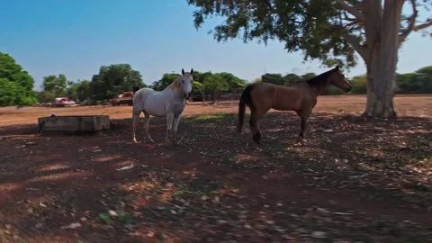 Drone pan of two horses seeking shade in hot outback Australia Stock Footage 289587924