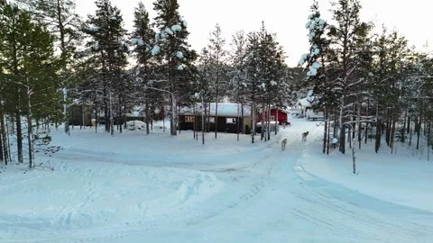 Drone pan video of reindeer between snowy trees and houses in winter Lapland Stock Footage 301295969
