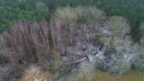 Drone panning around fallen trees on the ground in a winter forest Stock Footage 283072804