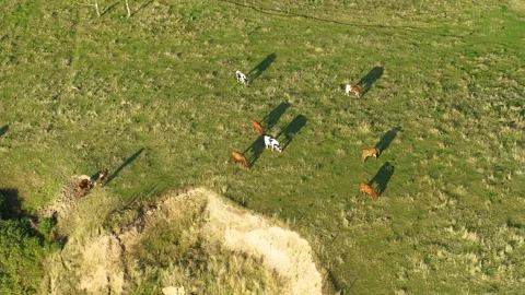 Drone panning around a group of cows grazing on a meadow Stock Footage 287915764