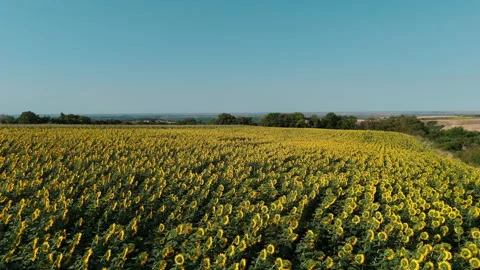 Drone panning over sunflower field under clear summer sky Stock Footage 313806496