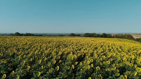 Drone panning over sunflower field under clear summer sky Stock Footage 313806520