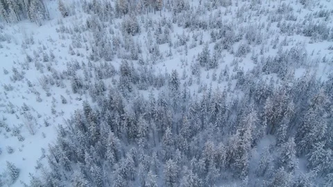 Drone panning up over winter forest in Finland on a cloudy day Video stock 275261536