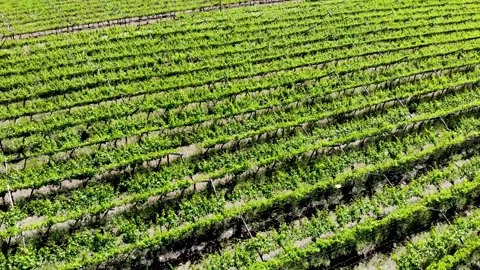 Drone panning up shot over the vineyards Stock Footage 288218331