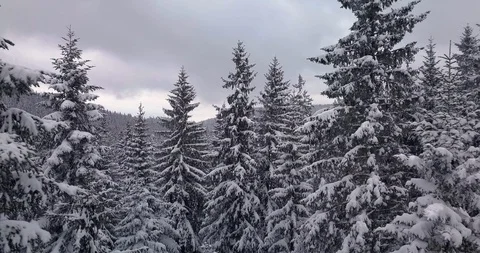 Drone Panning Shot Through the Evergreen Pine Forest in Snow Stock Footage 87740937