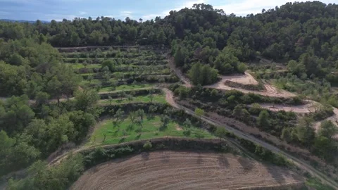 Drone Panning Sideways over Hillside Olive Orchard Stock Footage 286248450