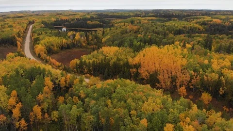 Drone panning slowly over a vast forest that is brightly colored with yellow. Stock Footage 116839268