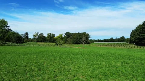 Drone panorama of a forest in Lombardy Stock Footage 315416002