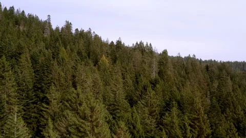 Drone panorama of a pine forest in the mountain 스톡 동영상 263888189