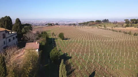 Drone panoramic view of autumn vineyard field with living house nearby, rows of Stockbeeldmateriaal 226487985