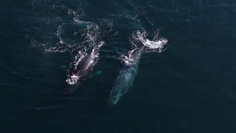 Drone in parallax around two huge whale out in sea at the surface Stock Footage 304474403