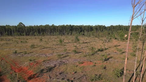 Drone parallax ascent above cleared eucalyptus plantation terrain near Stock Footage 336106947