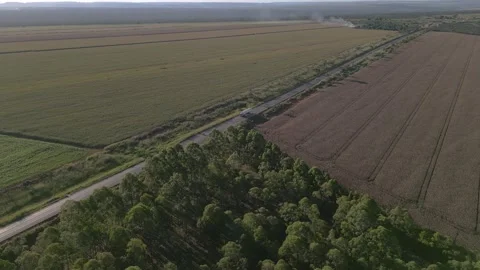 Drone parallax orbit above eucalyptus plantation and cropland near Planaltina 库存影片 336067921