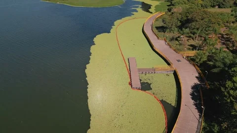 Drone parallax orbit above invasive water hyacinth surrounding lakeside pier on Stock-Footage 342120486