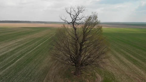 Drone parallax shot around a tree Stock Footage 106008797