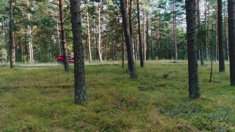 Drone Parallel Flight Captures Red Car Driving Through Scenic Pine Forest Road Video stock 317168482