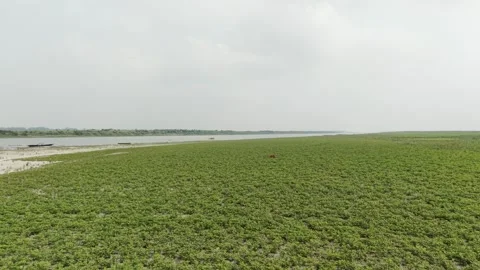 Drone Pass Over Peanut Crop Stock Footage 334803697