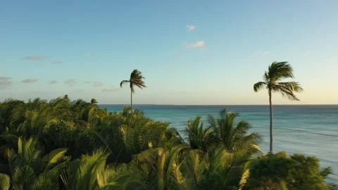 Drone Pass Through the Palm Trees during Sunset in the Caribbean Stock Footage
