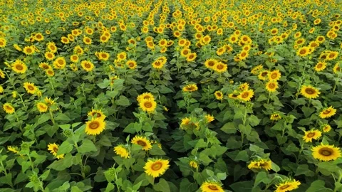 Drone passes between tall sunflower stalks in cinematic motion. Stock Footage 310783302