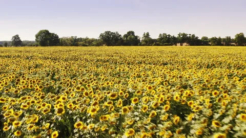 A drone passes over a wheat field and a field full of sunflowers in flight. Stock Footage 239109037