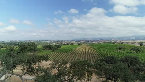 Drone passes through oaks to overview Santa Barbara County Vineyard Stock Footage 255685050