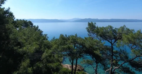 Drone Passing Between Pine Trees and Video stock 116333320