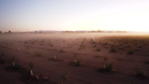 Drone Passing Over Almond Trees Through Morning Fog Stock Footage 272566481