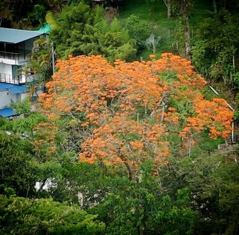 Drone passing over a blooming tree with golden flowers Video stock 316114830