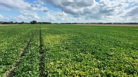 Drone passing over field of green crops 库存影片 343244772