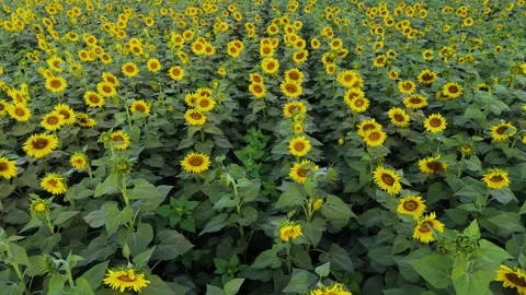 Drone passing paralley through rows of bright yellow sunflowers in full bloom. Stock Footage 310783228