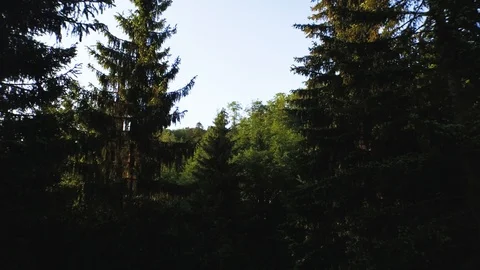 Drone passing trees in virgin primeval forest Vidéo 93239179