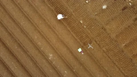 Drone patches view of farmer that planting the carrots Stock Footage 168024486