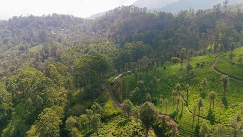 Drone Pedestal Down Shot of Train Coming Through Tea Fields Stock Footage 325327782