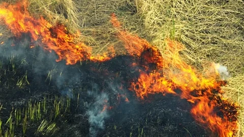 Drone perspective of active fire burning on a rice paddy. 스톡 동영상 343617217