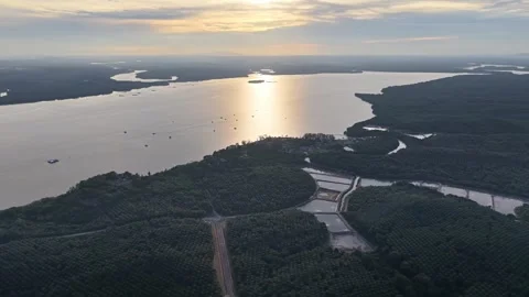 Drone perspective captures silhouette of oil palm farm at Johor Lama Видео 332225660