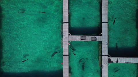 Drone perspective capturing dolphins gliding through shallow Caribbean waters Stock Footage 271008887