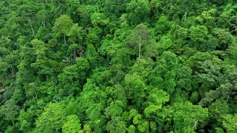Drone perspective capturing lush green forest canopy. Stock Footage 311499783