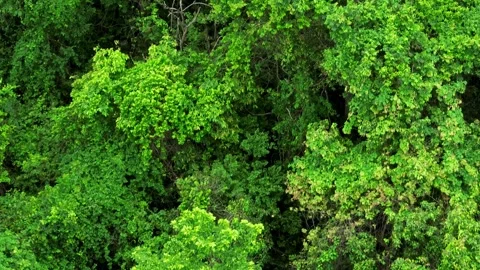 Drone perspective capturing lush green forest canopy. Video stock 311499865