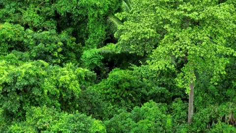 Drone perspective capturing lush green forest canopy. Video stock 311499881