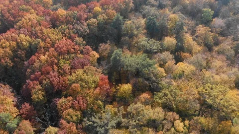 Drone perspective of dense deciduous forest in Ukraine, in full fall colors Stockbeeldmateriaal 128848736
