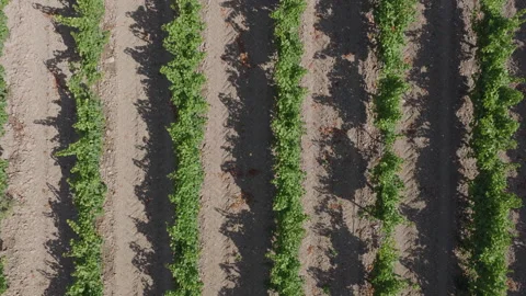 Drone perspective of gently curving vineyard rows with pronounced shadows on Stock Footage 337991701