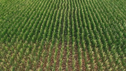 Drone perspective of a healthy green maize field displaying neat parallel r.. Stock Footage 341492752