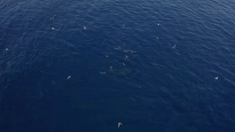 Drone Perspective of Marine Predators Hunting Sardine Baitball in Mexico Stock Footage 340409520