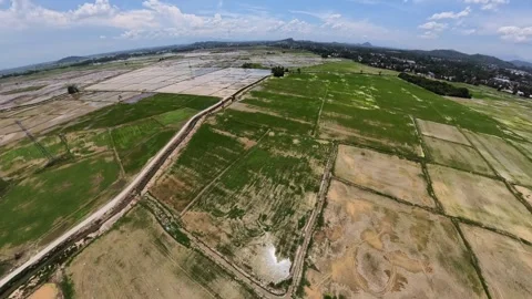 Drone perspective reveals rice field sections in lush green Video stock 339854648